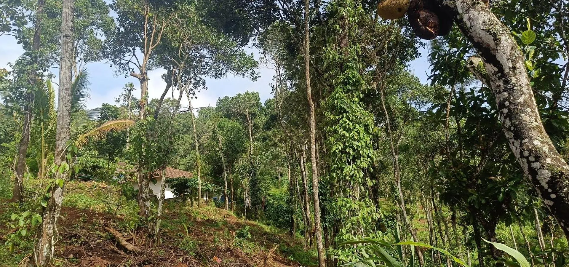 Verdant Vagamon Farm House 0*,  India
